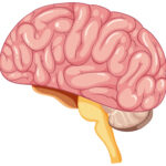 Helping Your Child Build Executive Function Skills at Home